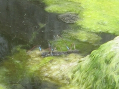 Oxyallagma dissidens