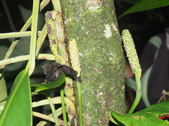 Monsteroideae