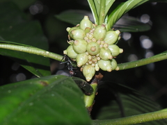 Camponotus singularis