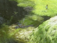 Oxyallagma dissidens