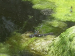 Oxyallagma dissidens