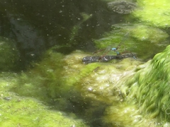 Oxyallagma dissidens