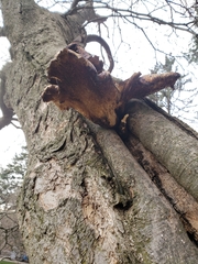 Fungi