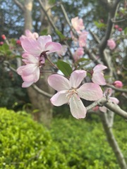 Prunus persica persica