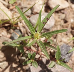 Euphorbia cuphosperma