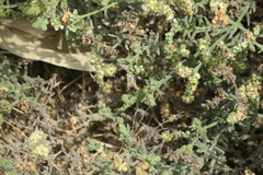 Heliotropium kotschyi