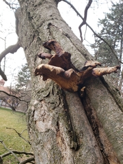 Fungi