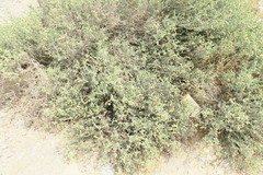 Heliotropium kotschyi