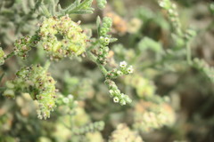 Heliotropium kotschyi