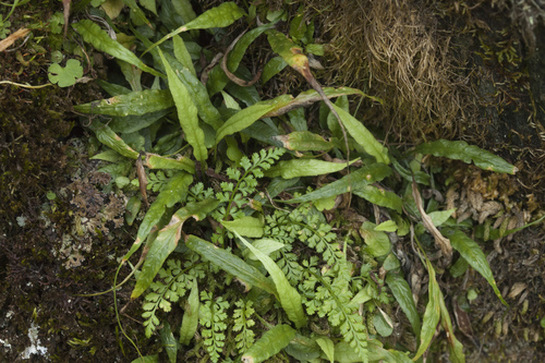 Asplenium ruprechtii iNat (1)