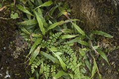 Asplenium ruprechtii