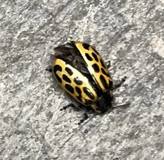 Chrysomela vigintipunctata