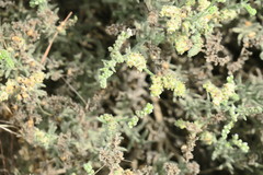 Heliotropium kotschyi