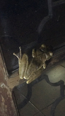 Polypedates cruciger