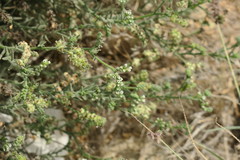 Heliotropium kotschyi