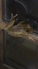 Polypedates cruciger