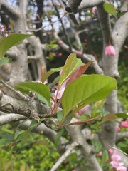 Prunus persica persica