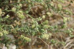 Heliotropium kotschyi