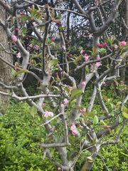 Prunus persica persica