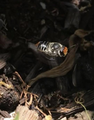 Megachile chrysopyga