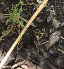 Megachile chrysopyga