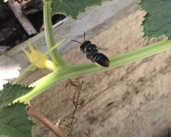 Megachile chrysopyga