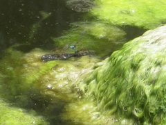 Oxyallagma dissidens