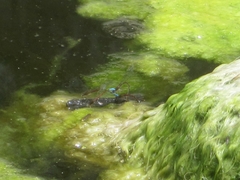 Oxyallagma dissidens