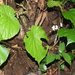 Begonia muricata - Photo (c) Naufal Urfi Dhiya'ulhaq, μερικά δικαιώματα διατηρούνται (CC BY-NC), uploaded by Naufal Urfi Dhiya'ulhaq