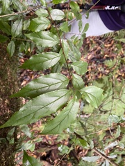 Rhamnus pilushanensis