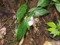 Dicliptera roxburghiana