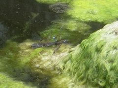 Oxyallagma dissidens