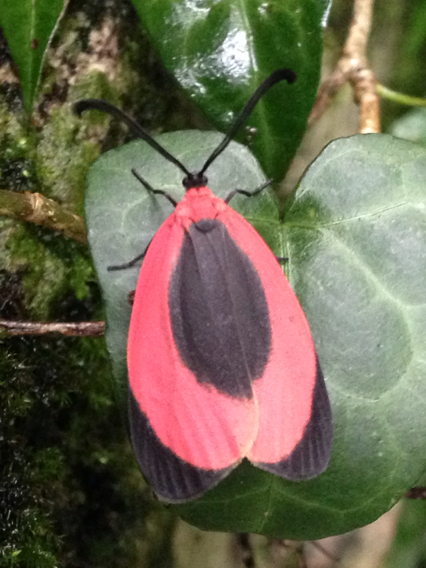 Rhodopsona
