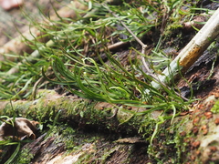 Haplopteris ensiformis