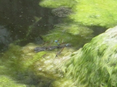 Oxyallagma dissidens