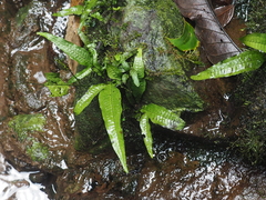 Leptochilus pteropus