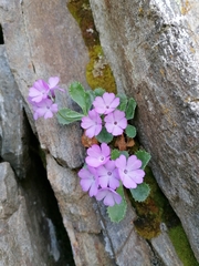 Primula marginata