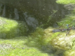 Oxyallagma dissidens