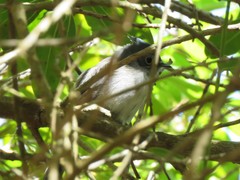 Trochocercus cyanomelas cyanomelas
