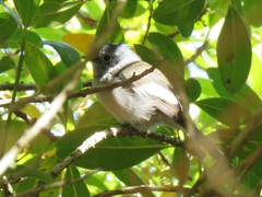 Trochocercus cyanomelas cyanomelas