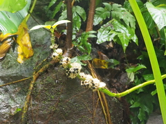 Paraphlomis javanica