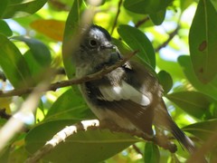 Trochocercus cyanomelas cyanomelas