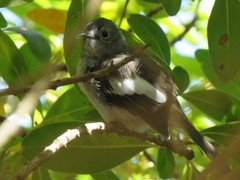 Trochocercus cyanomelas cyanomelas