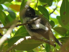 Trochocercus cyanomelas cyanomelas