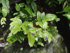 Bolbitis heteroclita