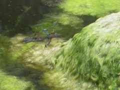 Oxyallagma dissidens