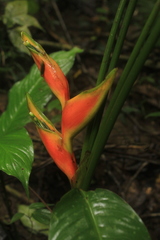Heliconia stricta