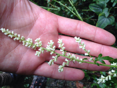 Artemisia lactiflora
