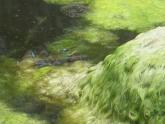 Oxyallagma dissidens