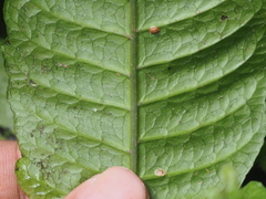 Bolbitis heteroclita